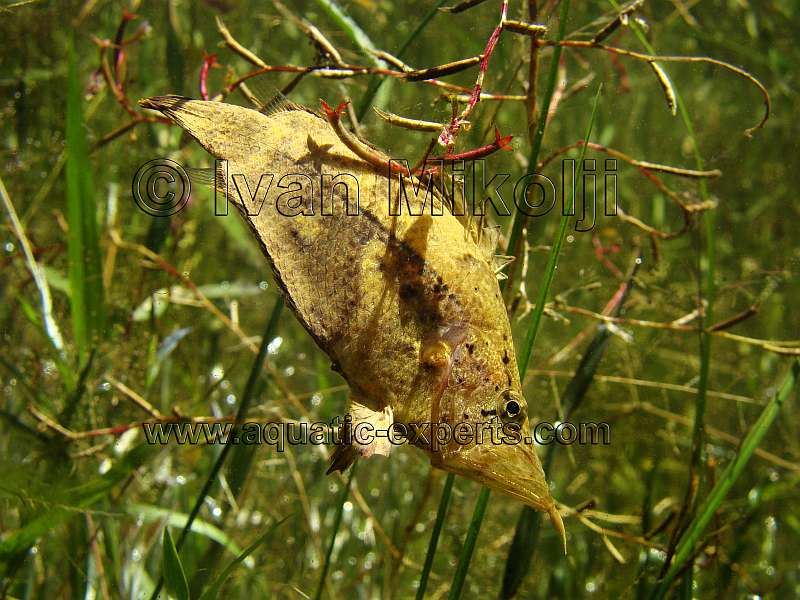 Monocirrhus polyacanthus 6